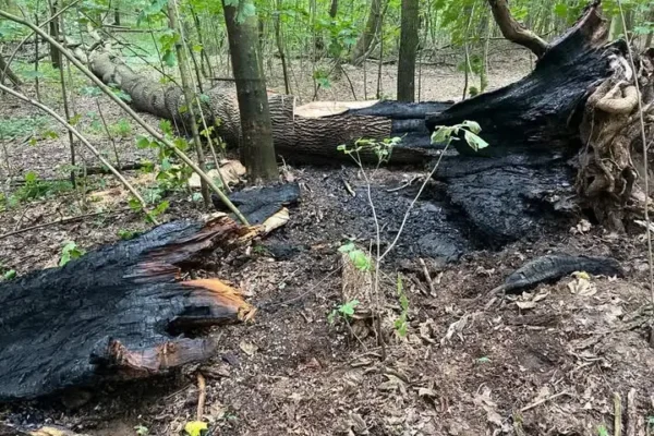 Pożar drzewa w Wyszonowicach — interwencja strażaków z OSP Wiązów