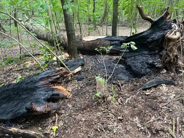Pożar drzewa w Wyszonowicach — interwencja strażaków z OSP Wiązów