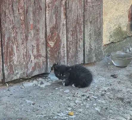 Kotki ze Sarby szukają nowego domu – pilnie potrzebują właścicieli